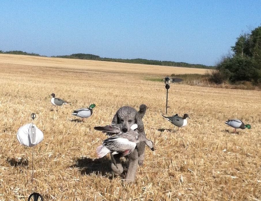 Thinking of Hunting?